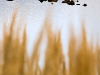 janowiec_fot-j-szyndler_12
